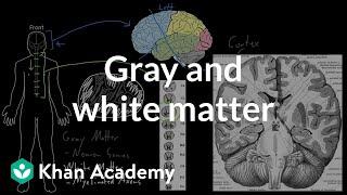 Gray and white matter  Organ Systems  MCAT  Khan Academy