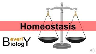 Homeostasis updated