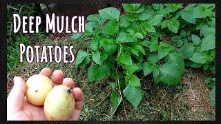 Grow Potatoes in Grass Clippings Without Regular Watering. Planting and Mounding. #deepmulchgarden