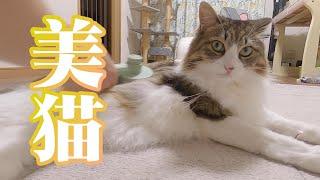 【保護猫／ダックス】超絶美猫はこうして作られる