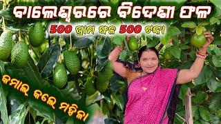 ସଫଳ ହେଲା  ଆଭୋକାଡ଼ ଚାଷ  Successful Avocado farming in Odisha