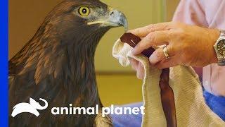 How To Safely & Successfully Catch A Golden Eagle  The Zoo