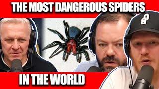 THE MOST DANGEROUS SPIDERS In The World  OFFICE BLOKES REACT