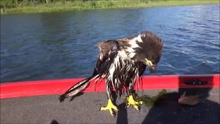 Eagle Save 2016