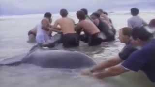 DRAMATIC RESCUE OF WHALE CALF WHICH IS UNITED WITH ITS MOTHER