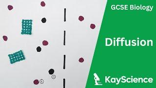 Diffusion - GCSE Biology  kayscience.com