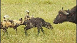 Wild Dogs Take 5 Buffalo Calves in an EPIC Feeding Frenzy