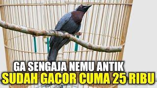 REJEKI SAYA  KETEMU BURUNG PHILENTOMA KERUDUNG PALING LANGKA BURONAN KICAU MANIA DI PASAR PRAMUKA