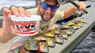 Loading Up on BLUEGILL for DINNER Catch and Cook