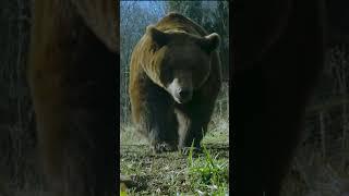 Raising Grizzly Bears is no joke #ytshorts #shorts #bear #animals #pets #grizzlybear