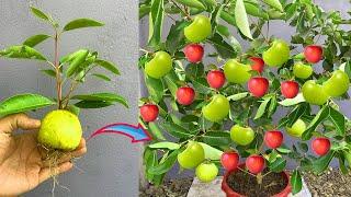 How to Propagate Apple Tree from Apple Fruit and grow apple fast