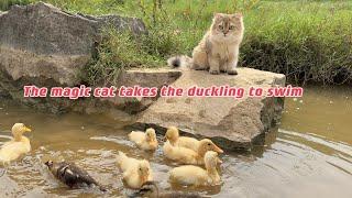 Mother duck was surprisedThe kitten actually led the duckling to swim in the river.Cute and funny