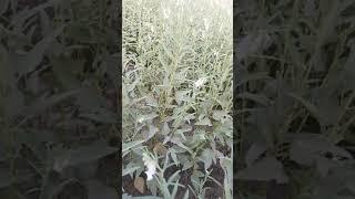 #Agriculture Sesame Update Video on Raised Bed