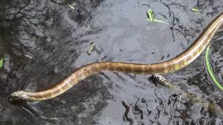 A Tiger Snakes Swimming Adventure