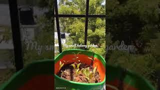 Balcony garden mini  Balcony garden  Chennai life  Apartment life