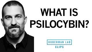 What Is Psilocybin Magic Mushrooms & What Are Its Effects?  Dr. Andrew Huberman