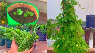 Complete Tutorial On Bitter gourds Grow Organic Bitter Gourds On Vertical Trellis In Grow Bag & Pot