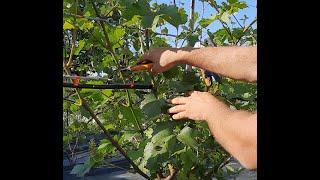 Обрезка винограда летом  Жирующие побеги