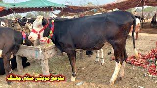 Doli Shaheed Mandi Latest Rates  Heifers In Malomore Mandi  Cow Babies Price In Pakistan