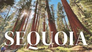 SEQUOIA NATIONAL PARK in ONE DAY  biggest tree in the world  USA road trip & travel vlog