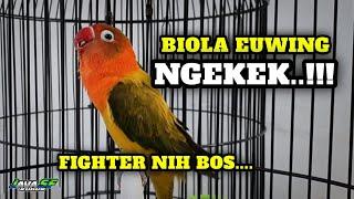 Lovebird Biola Ewing Gold Ngekek Fighter Pancingan Lawan  #lovebirdngekek