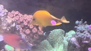 Clownfish pair laying eggsspawning for the first time