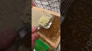 ASMR Honeycomb Satisfying #asmr #satisfying #honeycomb