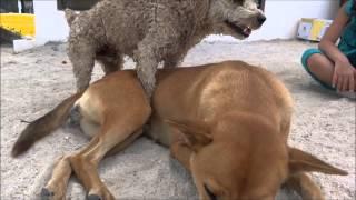 DOGS MATING FAIL DOGS BREEDING FAIL   FUNNY VIDEO