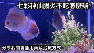 教你如何處理七彩突然不吃分享治療和用藥經驗  水族系列