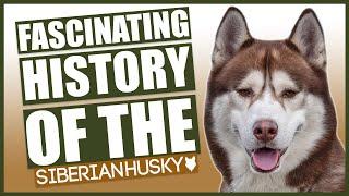 The History Of The Siberian Husky