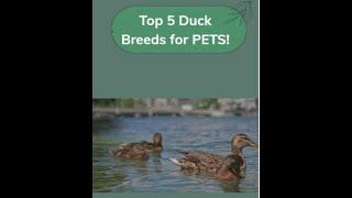 The Top 5 Duck Breeds for PETS