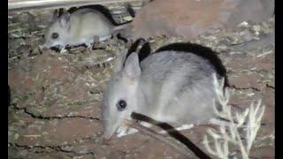 Arid Recovery visit  - bettongs bandicoots and hopping spinifex mice
