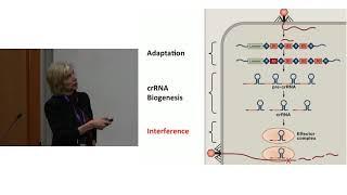 Jennifer Doudna CRISPR Basics
