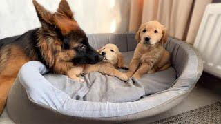 German Shepherd Treats Golden Retriever Puppies Like His Own