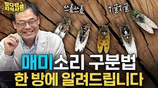 아침잠 깨우는 참매미의 눈물겨운 사연