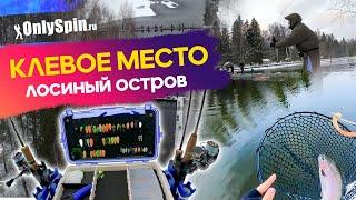 КЛЕВОЕ МЕСТО. ЛОСИНЫЙ ОСТРОВ. Ловля форели на спиннинг. Рыбалка с #OnlySpin