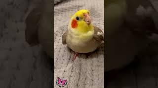 Cookie Song Cockatiel  Cockatiel Singing  #cockatiel #shorts #cockatielsinging #ginger