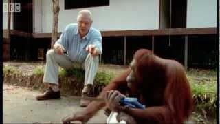 Attenborough Amazing DIY Orangutans  BBC Earth