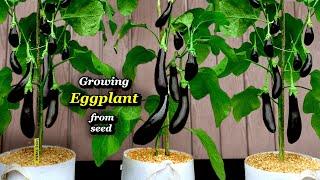 Growing Eggplant from Seed to Harvest - Step by Step Aubergines in Containers