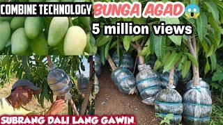 MANGO ROOTS ATTACHING HARVEST cut & PLANTING THE COMBINED TECHNOLOGY BY GHA AGRI TV+TUTORIAL &TIPS