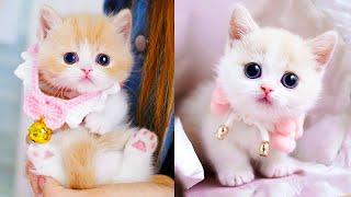 Baby Cats - Cute and Funny Cat Videos Compilation #60  Aww Animals