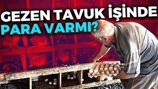 1000 TAVUK AYDA KAÇ PARA KAZANDIRIR ? GEZEN TAVUK