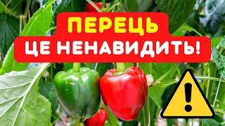 Мало хто ЦЕ ЗНАЄ Перець дасть величезний врожай якщо зробиш як він хоче