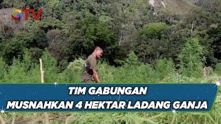 Tim Gabungan Musnahkan 40 Hektar Ladang Ganja di Nagan Raya Aceh