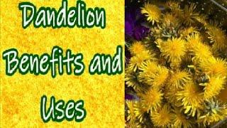Dandelion Uses and Benefits