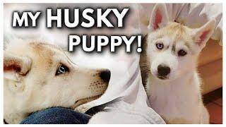 HUSKY PUPPY’S First Day Home  The Day I Got My Puppy UNSEEN FOOTAGE