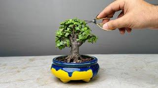 Making Bonsai Tree in 1 Year  Jade Plant  Repotting  Pruning  Portulacaria Afra