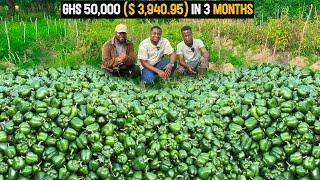 Why Green Pepper is the Most Profitable Vegetable to Grow in Ghana  DETAILED GUIDE #greenpepper