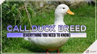 Call Duck Breed Everything you Need to Know
