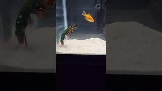 Mantis Shrimp Eats His Friend 